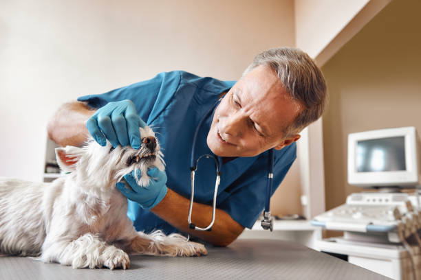 Best Weekend Emergency Dentist in Deans, NJ